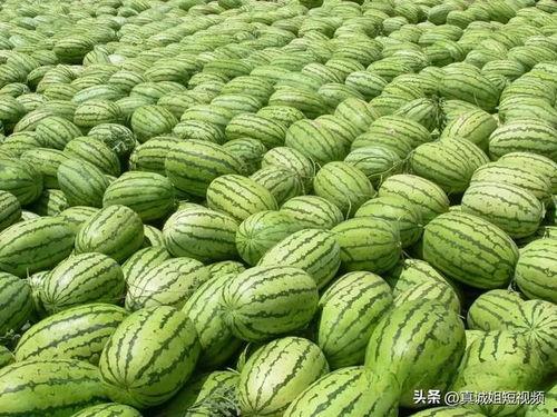 热门大瓜每日必吃大瓜合集,揭秘娱乐圈最新动态，一网打尽娱乐圈风云